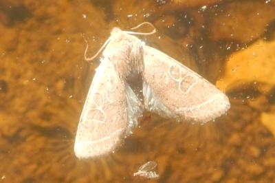 <i>Orthosia cerasi</i>
