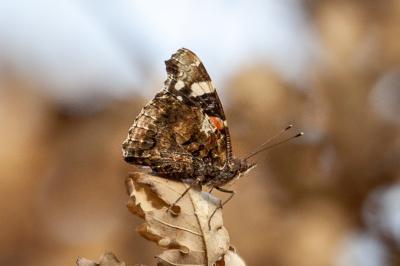 <i>Vanessa atalanta</i>