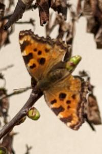 <i>Nymphalis polychloros</i>