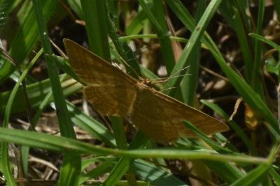 <i>Idaea ochrata</i>