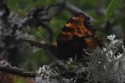 <i>Nymphalis polychloros</i>