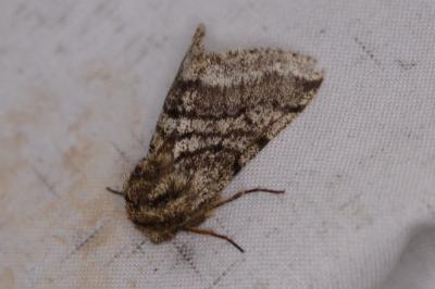 <i>Lycia hirtaria</i>