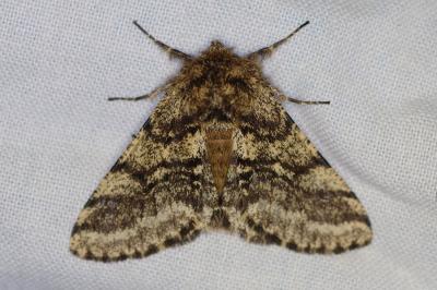 <i>Lycia hirtaria</i>