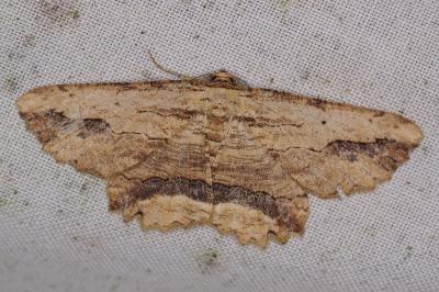 <i>Menophra abruptaria</i>