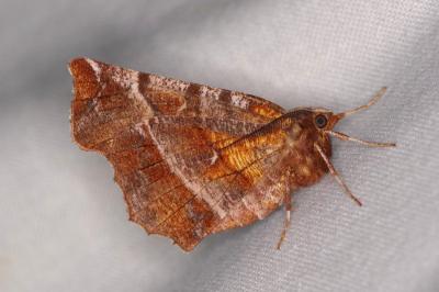 <i>Selenia dentaria</i>