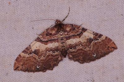 <i>Earophila badiata</i>