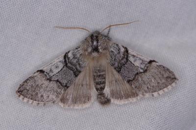 <i>Achlya flavicornis</i>