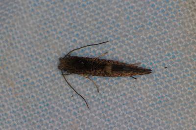 <i>Dyseriocrania subpurpurella</i>