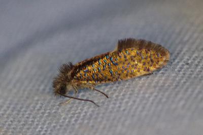 <i>Dyseriocrania subpurpurella</i>