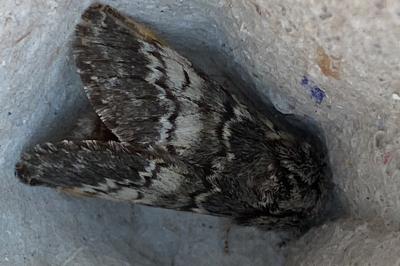 <i>Drymonia ruficornis</i>
