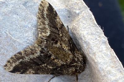 <i>Lycia hirtaria</i>