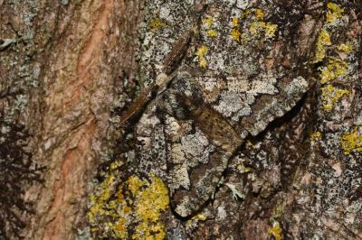 <i>Biston strataria</i>