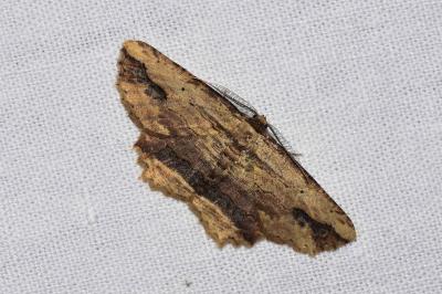 <i>Menophra abruptaria</i>