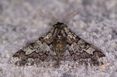 <i>Biston strataria</i>