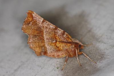<i>Selenia dentaria</i>