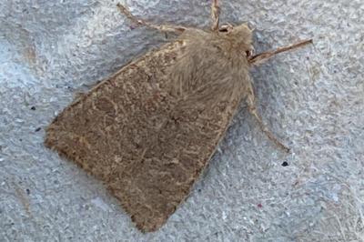 <i>Orthosia cruda</i>