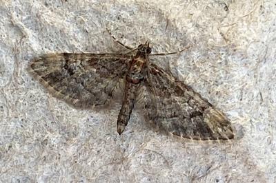 <i>Gymnoscelis rufifasciata</i>
