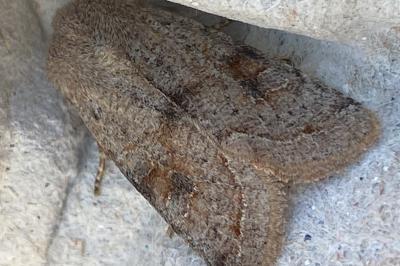 <i>Orthosia incerta</i>