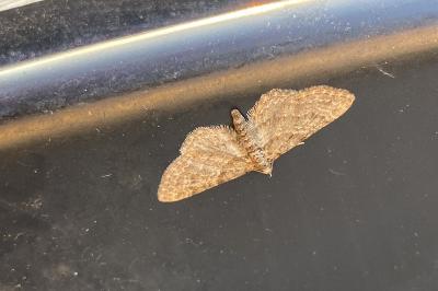 <i>Gymnoscelis rufifasciata</i>