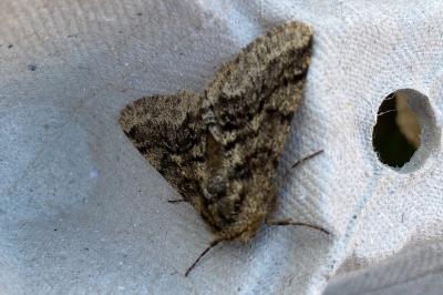 <i>Lycia hirtaria</i>