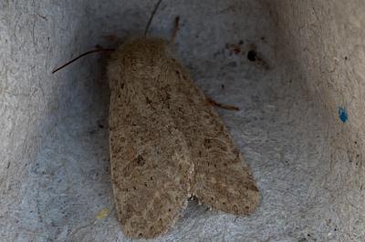 <i>Orthosia cruda</i>