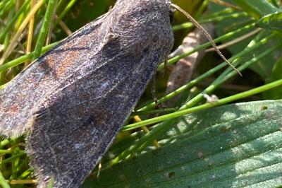 <i>Orthosia incerta</i>