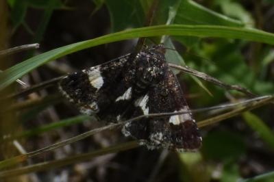 <i>Tyta luctuosa</i>
