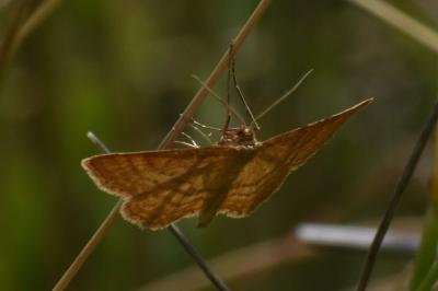 <i>Idaea ochrata</i>