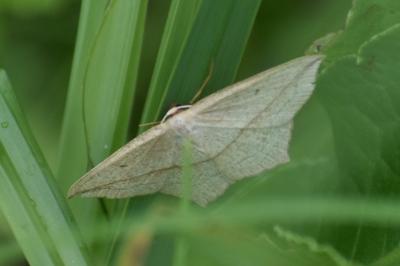 <i>Timandra comae</i>