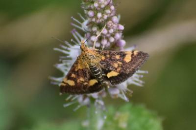 <i>Pyrausta purpuralis</i>