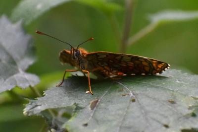 <i>Melitaea phoebe</i>
