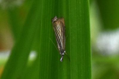 <i>Chrysoteuchia culmella</i>