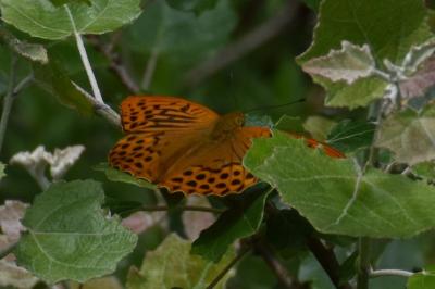 <i>Argynnis paphia</i>