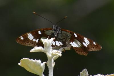 <i>Limenitis reducta</i>