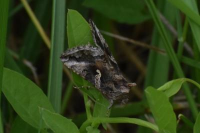 <i>Autographa gamma</i>