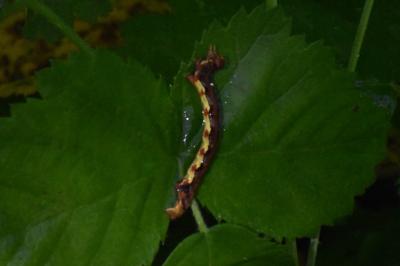<i>Erannis defoliaria</i>