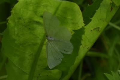 <i>Cabera exanthemata</i>