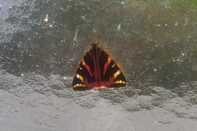 <i>Euplagia quadripunctaria</i>