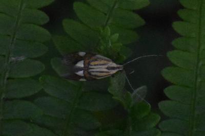 <i>Alabonia geoffrella</i>
