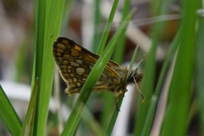 <i>Carterocephalus palaemon</i>