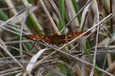 <i>Boloria selene</i>