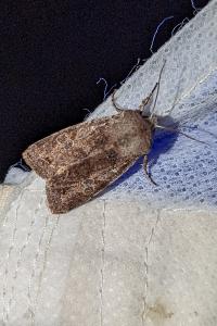 <i>Orthosia incerta</i>
