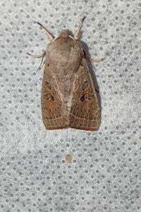 <i>Orthosia cerasi</i>