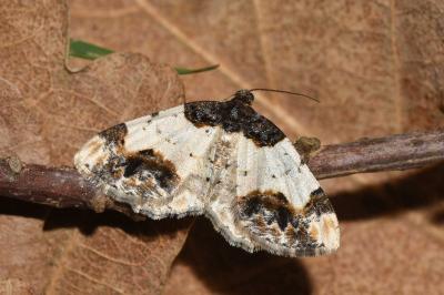 <i>Ligdia adustata</i>