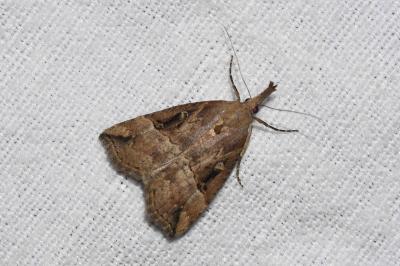 <i>Hypena rostralis</i>