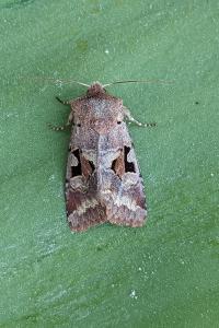 <i>Orthosia gothica</i>