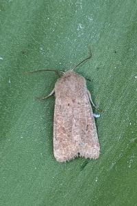 <i>Orthosia cruda</i>