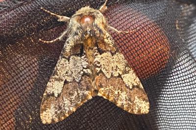 <i>Biston strataria</i>