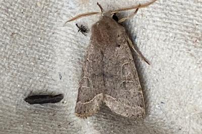 <i>Orthosia cerasi</i>