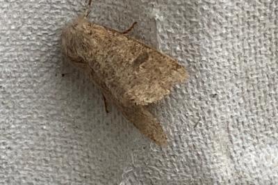 <i>Orthosia cruda</i>